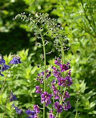 Verbascum phoeniceum 'Rosetta'