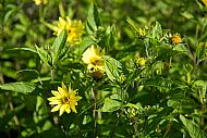 Helianthus 'Lemon Queen'