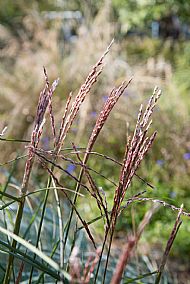 Miscanthus 'Malepartus'