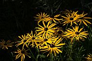 Rudbeckia fulgida'Goldsturm'