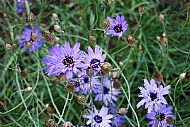 Catananche caerulea