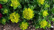 Euphorbia polychroma