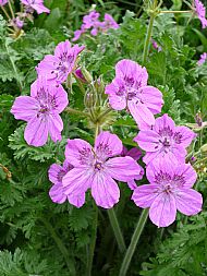 Erodium manescavii