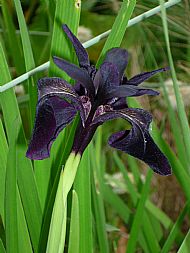 Iris chrystographes