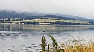 Dolphins swimming up the firth