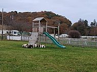 Sheep in the playpark at winter time