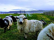 Sheep