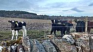 Cows