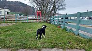 Puppy keeping an eye on the site