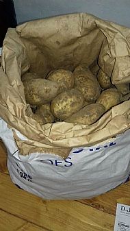 New potato - Grown in Shorwell