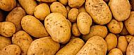 IOW White Potatoes