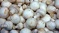 Closed cup mushroom - 250g