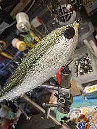 jack the kipper (white belly)