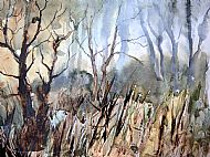 Woodland scene