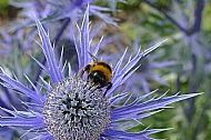 Sea Holly
