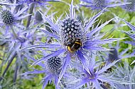 Sea Holly