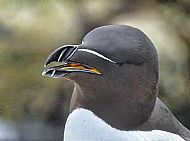 Razor Bill