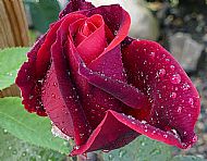 Rose in the rain
