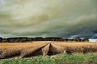 Harvest