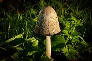 Toadstool