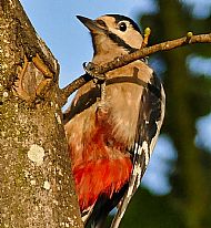 Woodpecker