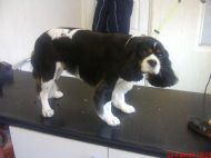 Cavalier
