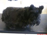 Scottish Terrier