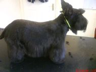 Scottish Terrier After