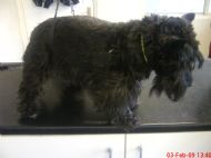 Scottish Terrier  Before