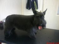 Scottish Terrier After