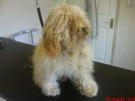 Matted poodle
