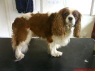 Cavalier