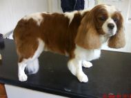 Cavalier