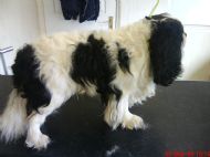 Cavalier