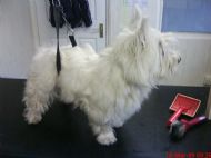 Westie