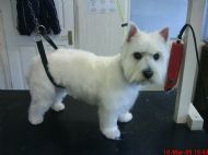 Westie