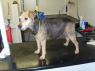 Welsh Terrier