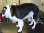 Border Collie