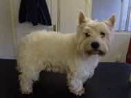 Westie  Before