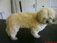 Lhasa apso Before