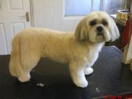 Lhasa apso after