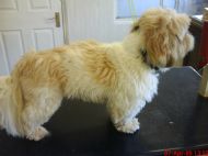 Lhasa apso before