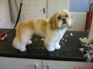 Lhasa apso after