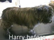 Cairn terrier