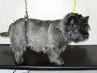 Cairn Terrier  Before