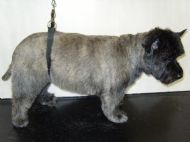 Cairn Terrier  After
