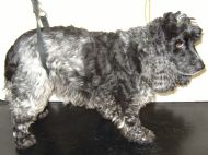 Cocker spaniel