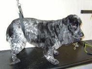 Cocker spaniel After