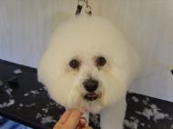 Bichon 