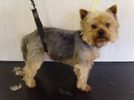 Yorkie before